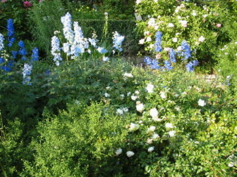 Foerster Garten mit Rittersporn