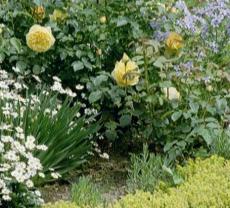 Schaugarten Rosenbogen Heidrich Rosen und Stauden