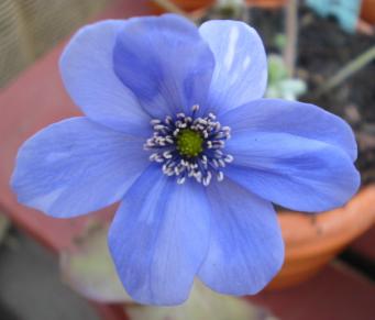 Veilchen- und Leberblümchentag Alpine Peters