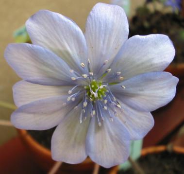 Veilchen- und Leberblümchentag Alpine Peters