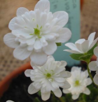 Veilchen- und Leberblümchentag Alpine Peters