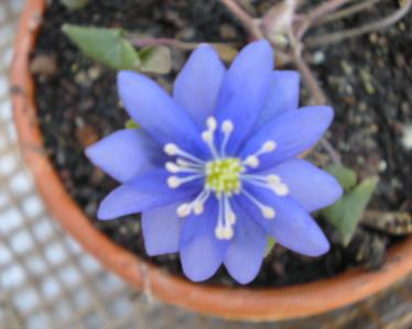 Veilchen- und Leberblümchentag Alpine Peters