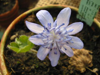 Veilchen- und Leberblümchentag Alpine Peters