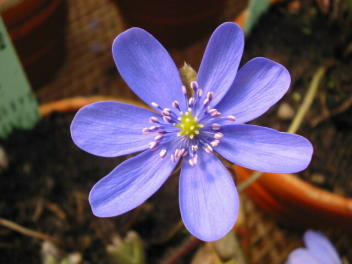 Veilchen- und Leberblümchentag Alpine Peters