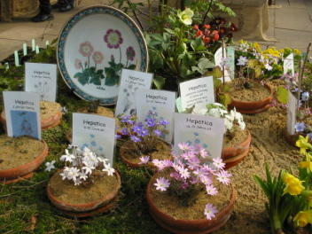 Veilchen- und Leberblümchentag Alpine Peters