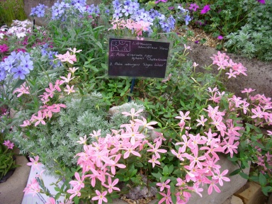 Chelsea Flower Show