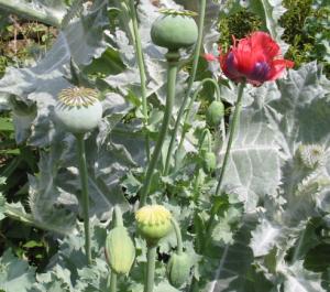 Schlafmohn fotografiert im Garten Brook Cottage /Cotswolds