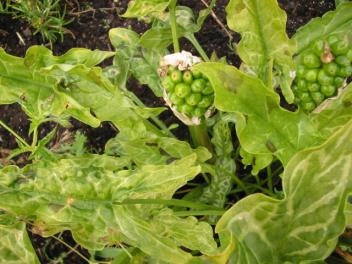 Arum italicum Spotted Jack