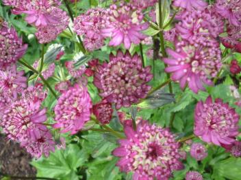 Astrantia A bbey Road