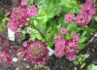 Astrantia Bloody Mary