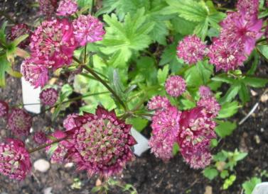 Astrantia Bloody Mary