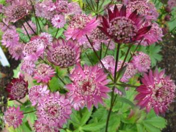 Astrantia Gill Richardson