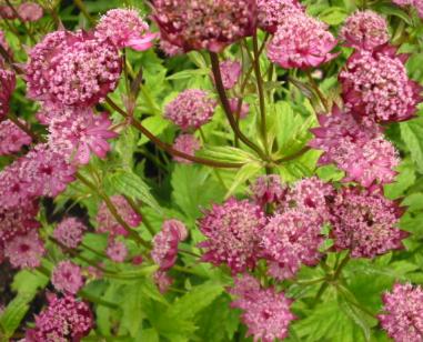 Astrantia Hadspen Blood