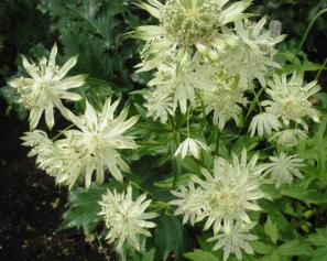 Astrantia Moira Reed