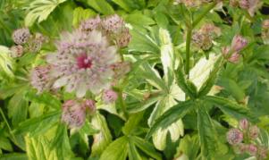 Astrantia Sunningdale variegated