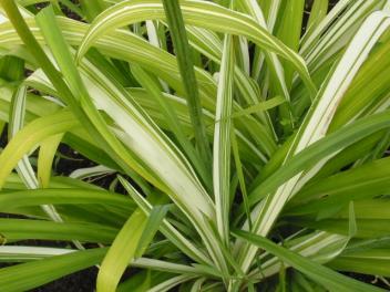 Hemerocallis kwanso flore pleno variegated