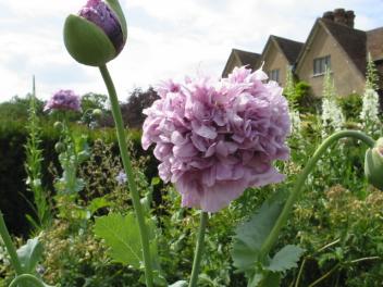 Schlafmohn fotografiert im Garten Packwood House England