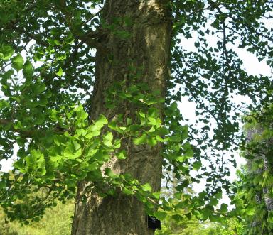 Wakehurst Place