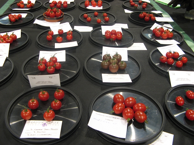 Harrogate Flowershow 2016