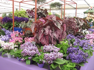 Chelsea Flower Show 2017