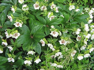 Clinton Lodge Garden