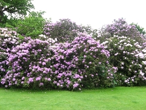 Pasley Manor Garden