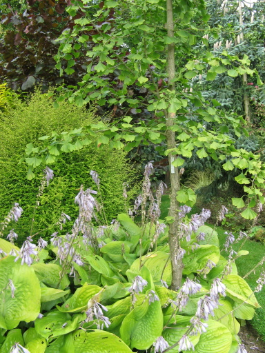 Gärten in England Cedar Farm