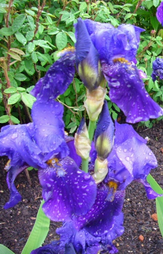 Sissinghurst Garten