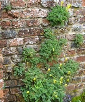 Sissinghurst Garten