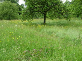 Sissinghurst Garten