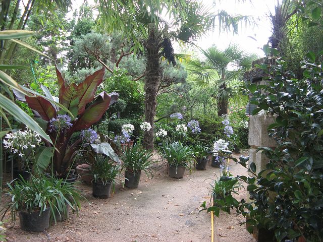 Jardin Agapanthe