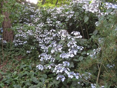 Agapanthe Hortensie