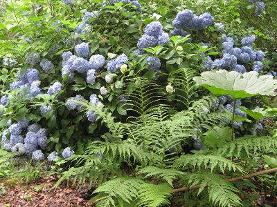 Bois de Moutiers Hortensie