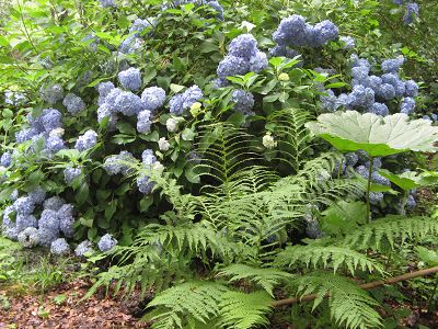 Bois de Moutiers Hortensie