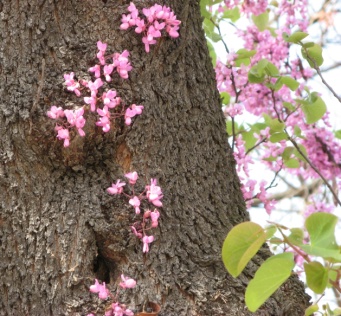 Paris für Gartenfreunde