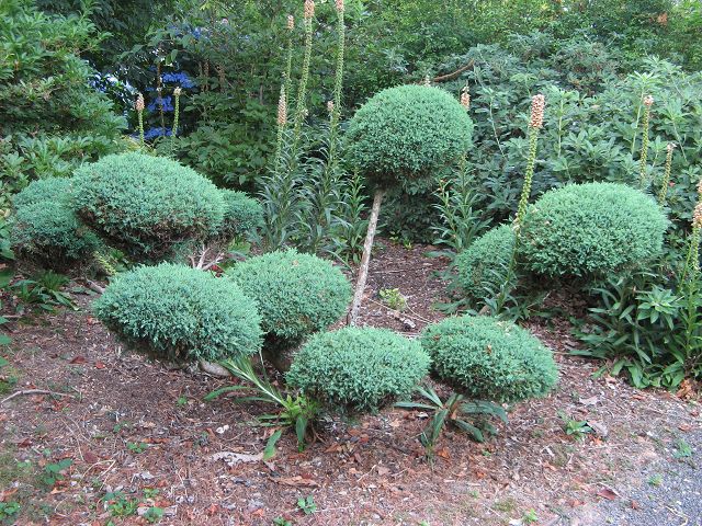 Jardin de Valerianes