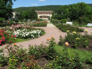 Rosarium Baden bei Wien