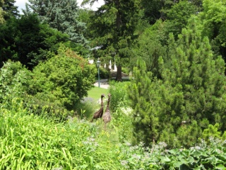 Rosarium Baden bei Wien