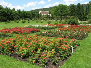 Rosarium Baden bei Wien Foto Mail-Brandt