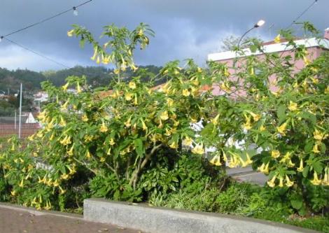 Madeira