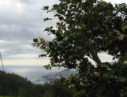 Madeira