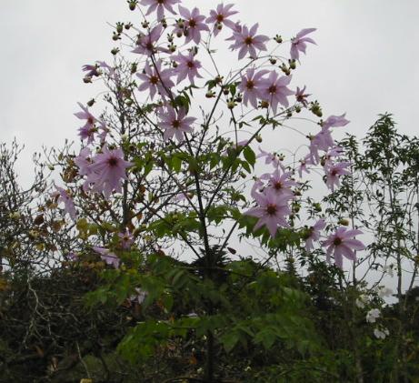 Madeira