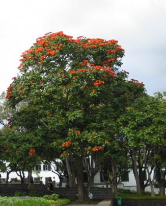 Tulpenbaum auf Madeira