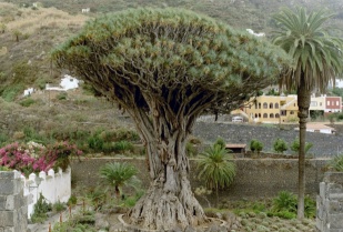 Drachenbaum in Icod de los Vinos