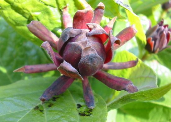 Duftende Gehölze Calycanthus Foto Brandt